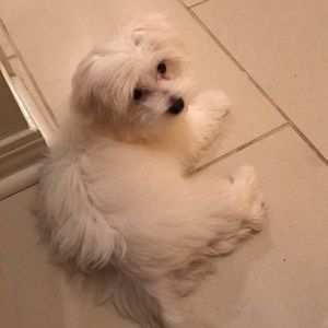 Meet your Posher, Wendy